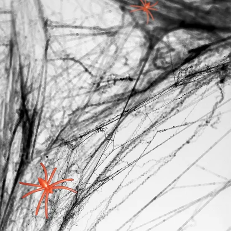 Czarno-białe zdjęcie z widocznymi nitkami sieci pajęczej, na tle którego widać dwa pomarańczowe pająki, podkreślające ich kontrast w tej monochromatycznej kompozycji.